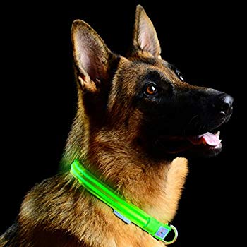 LED Collar